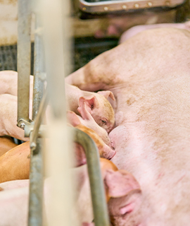 交配舎